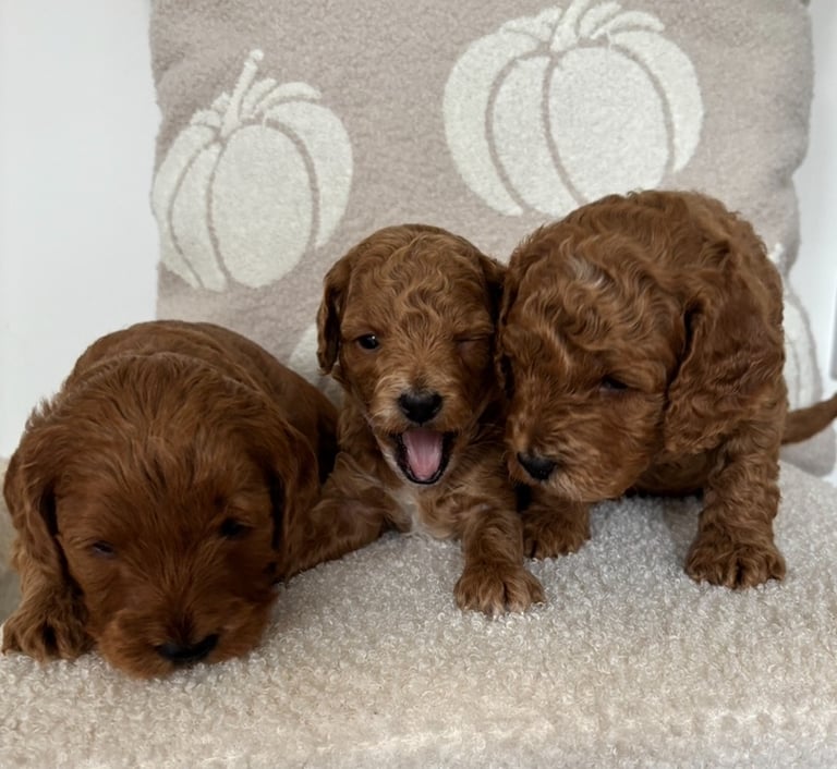Beautiful f1b cockapoo puppies 