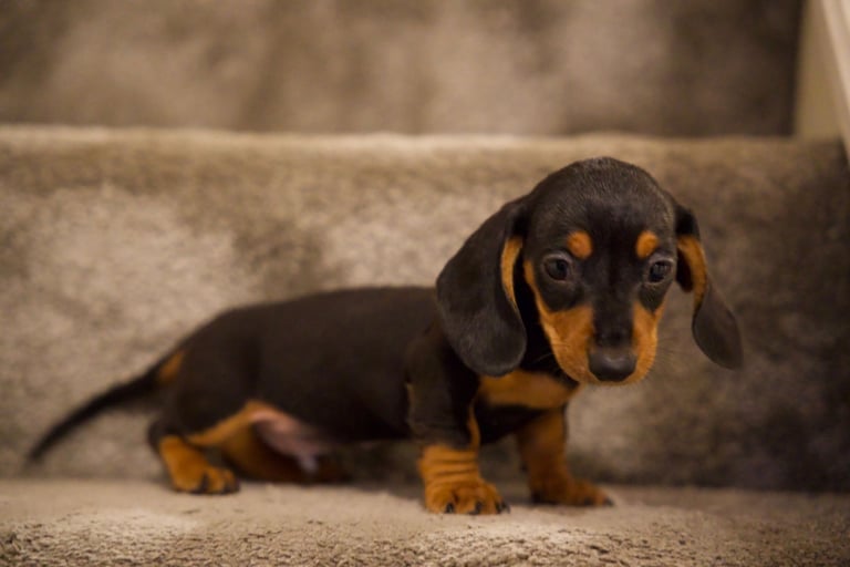 Beautiful pure bred daushunds 