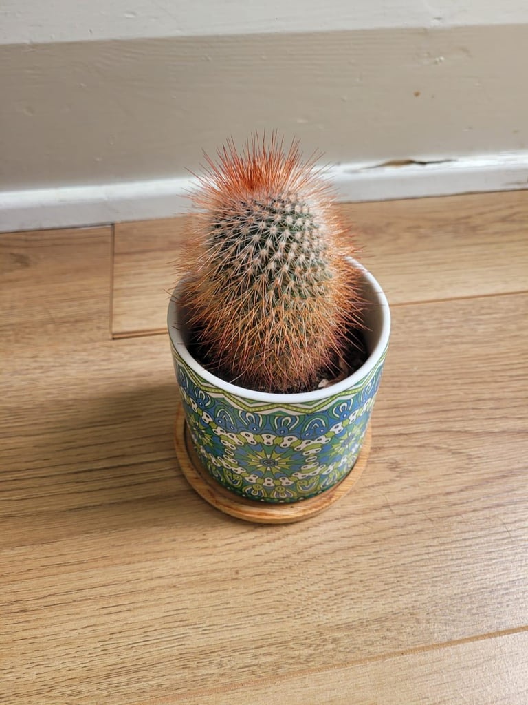 Spiny pincushion cactus