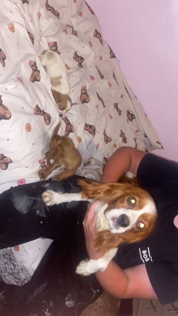 Cavalier king Charles x cocker spaniel 
