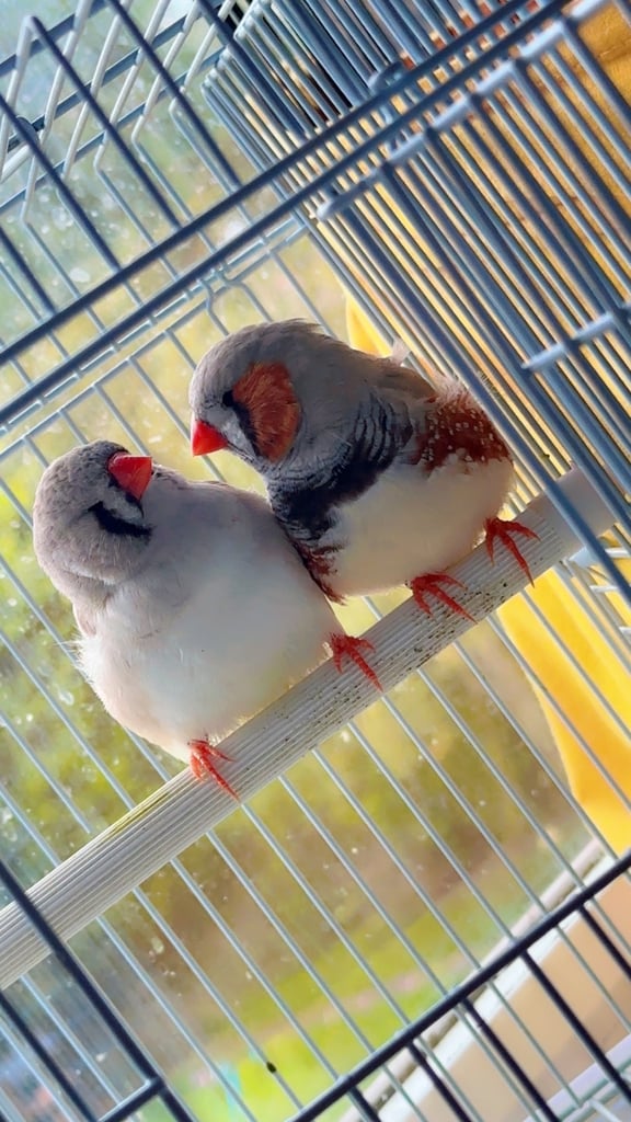 4 PAIRS OF BIG EXHIBITION SIZED CLOSE RUNG (ZFS) ZEBRA FINCHES
