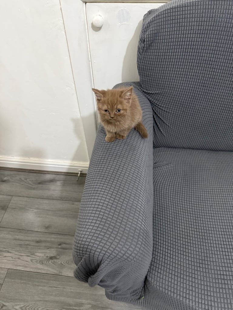 British shorthair 