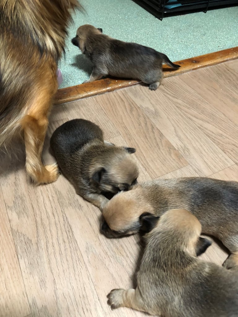 2 male chihuahua pups 