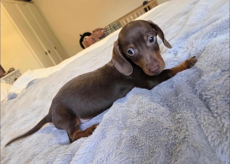 Miniature Dachshund Puppies