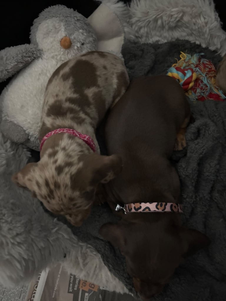 ONLY TWO LEFT ❤️❤️…….Beautiful litter of dachshund puppies 