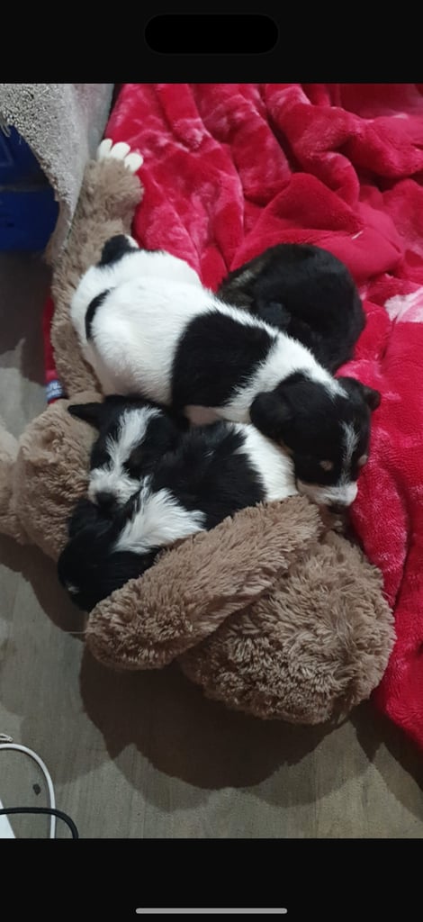 Jackapoo puppy’s 