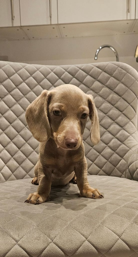 Isabella and tan miniature daschunds - Available now