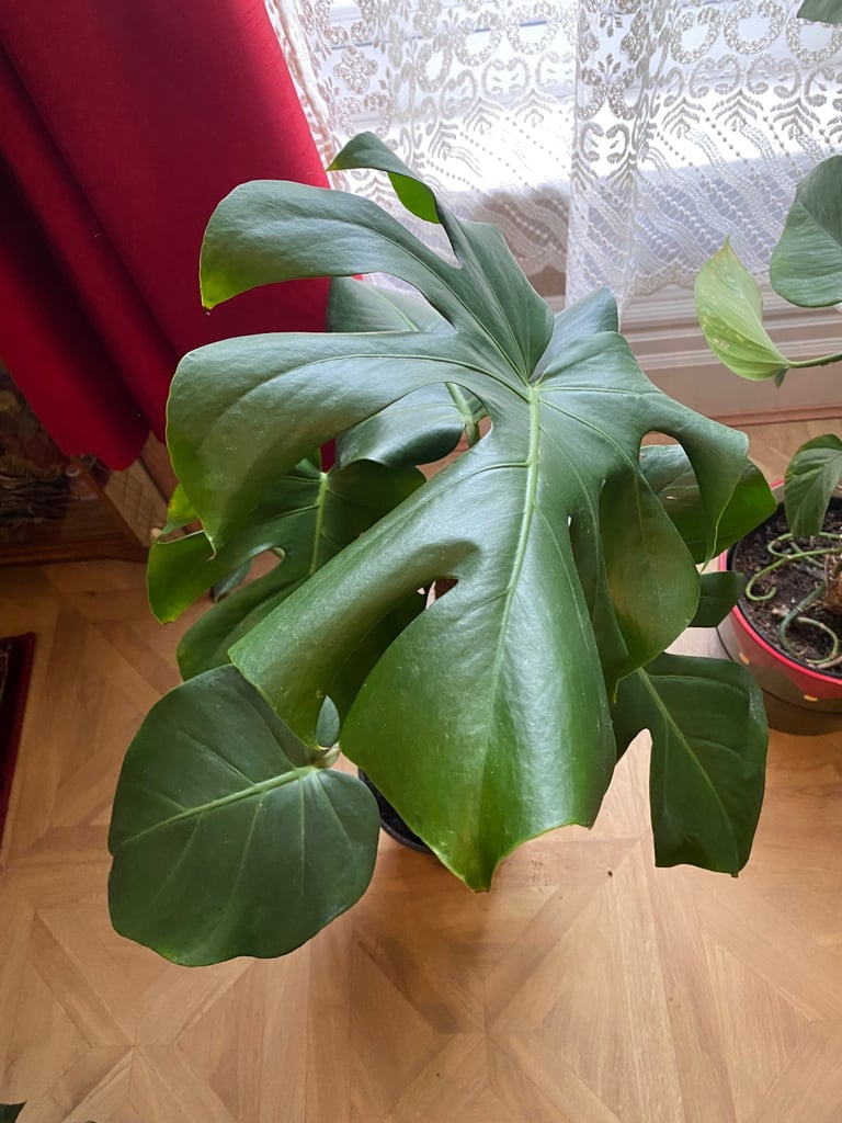Big healthy Cheese Monstera plant 