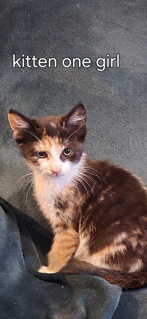 Maincoon cross ragdoll kittens 