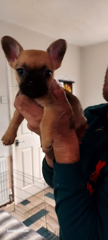 8 week old shitzu cross frenchie 
