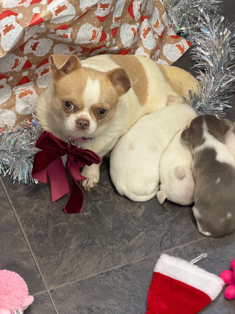 Kc registered chihuahua 