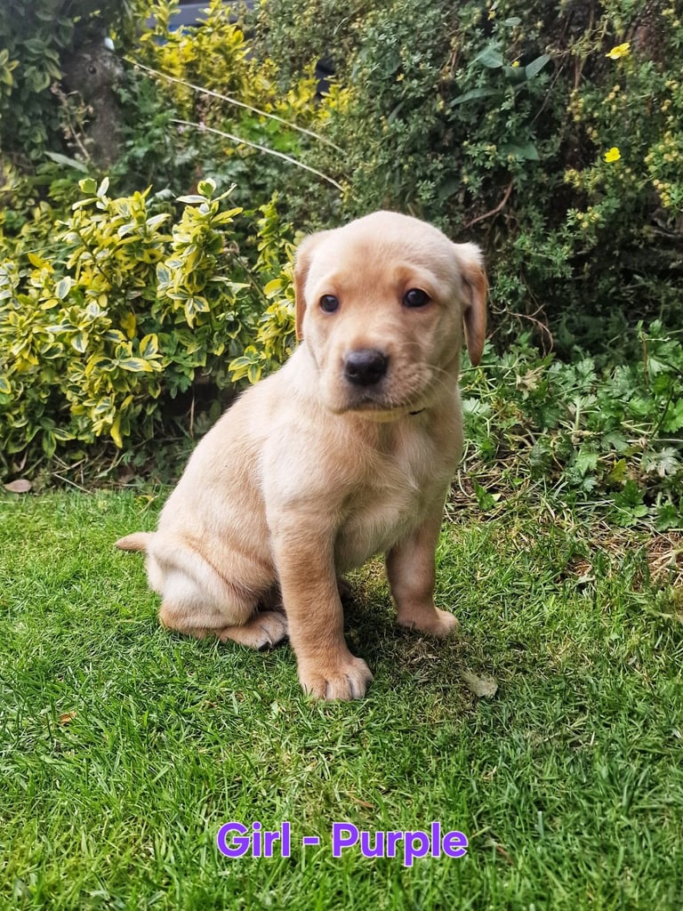Labrador Cross Pups