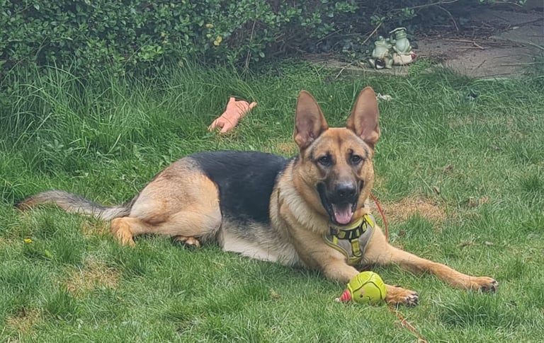 image for 15 months old German shepherd 