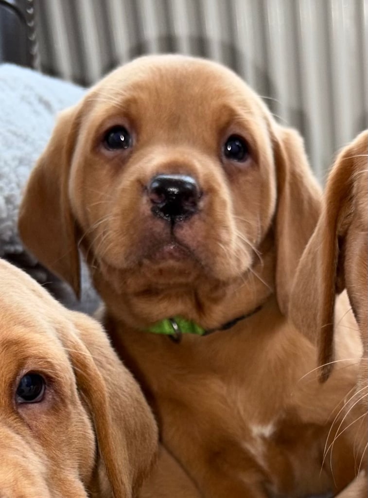 Kc fox red Labrador puppies ready 1 week 