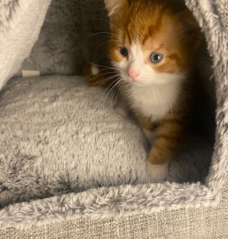 Male White And Ginger Kitten Ready For A New Home 🏡 