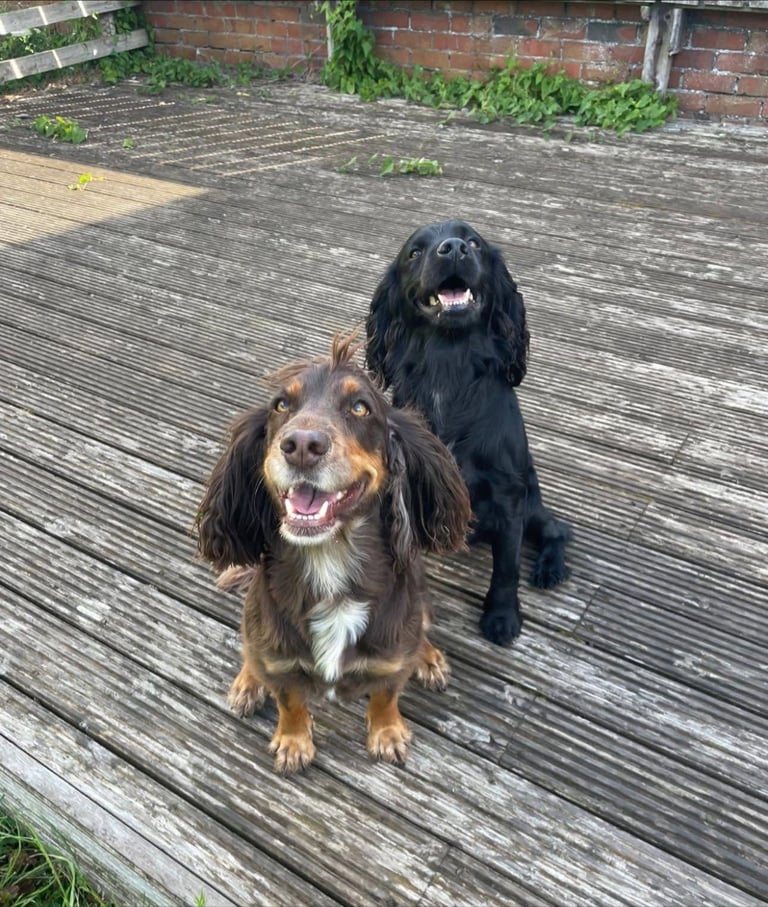 Cocker spaniel puppies 