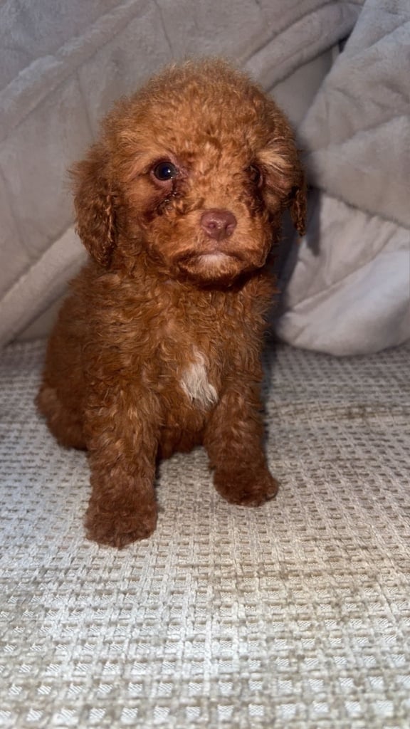 Beautiful miniature poodles