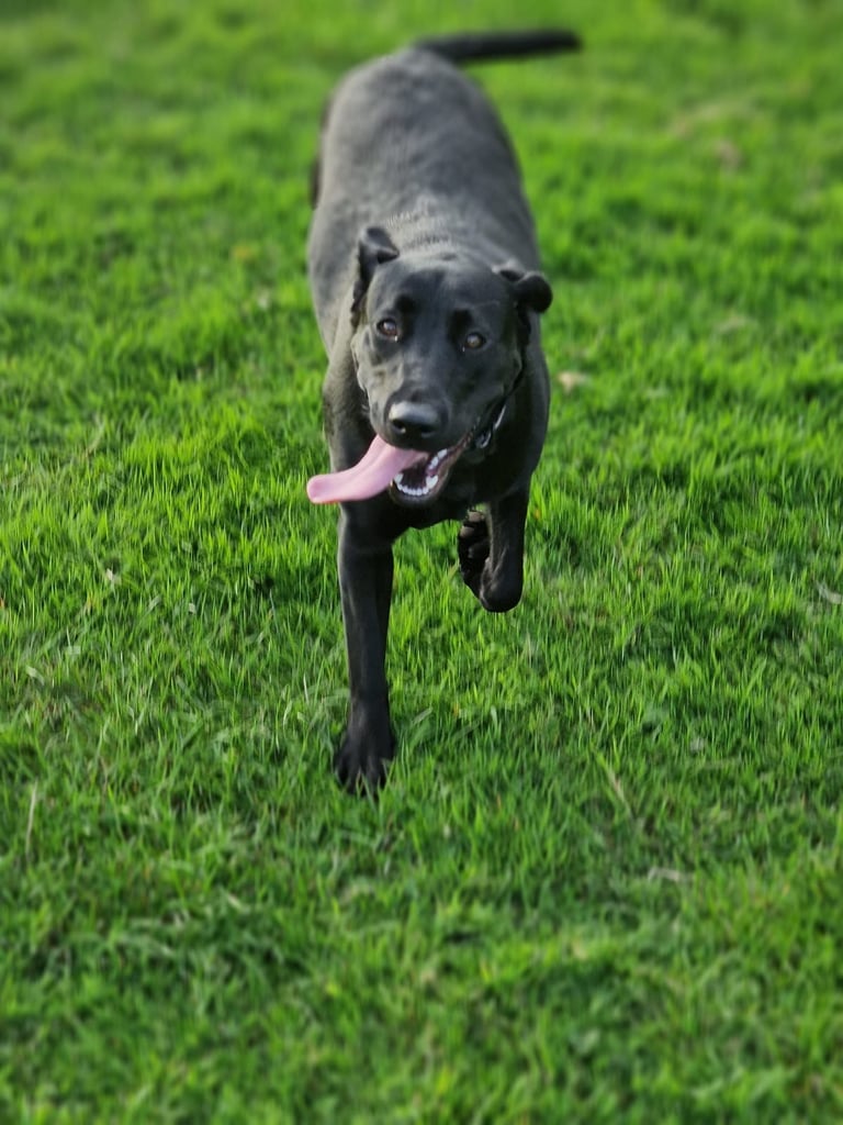 BEAUTIFUL LABRADOR FOR SALE !!