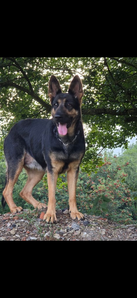 Pure breed German shepherd puppies for sale 