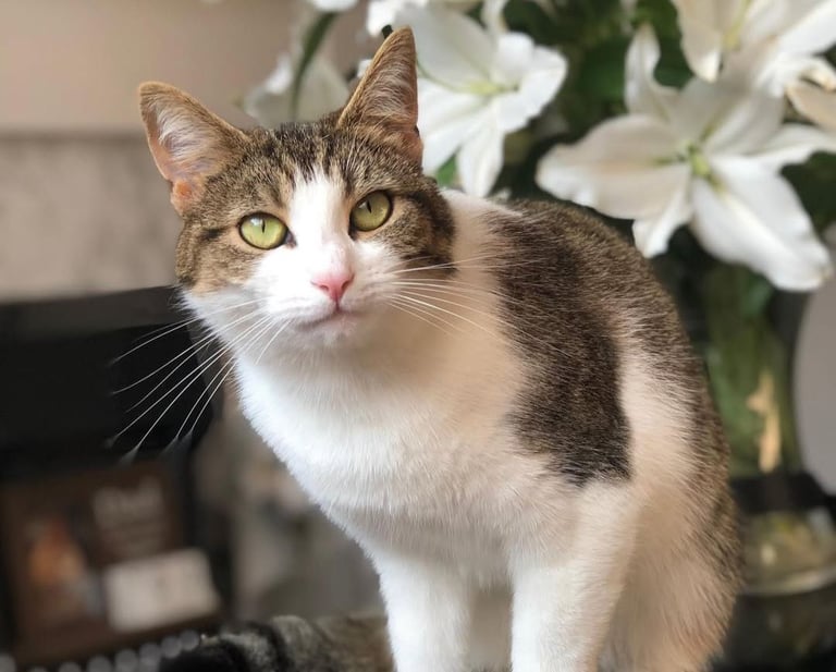 Female tabby
