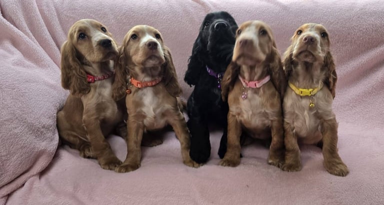 Cocker Spaniel Puppies 