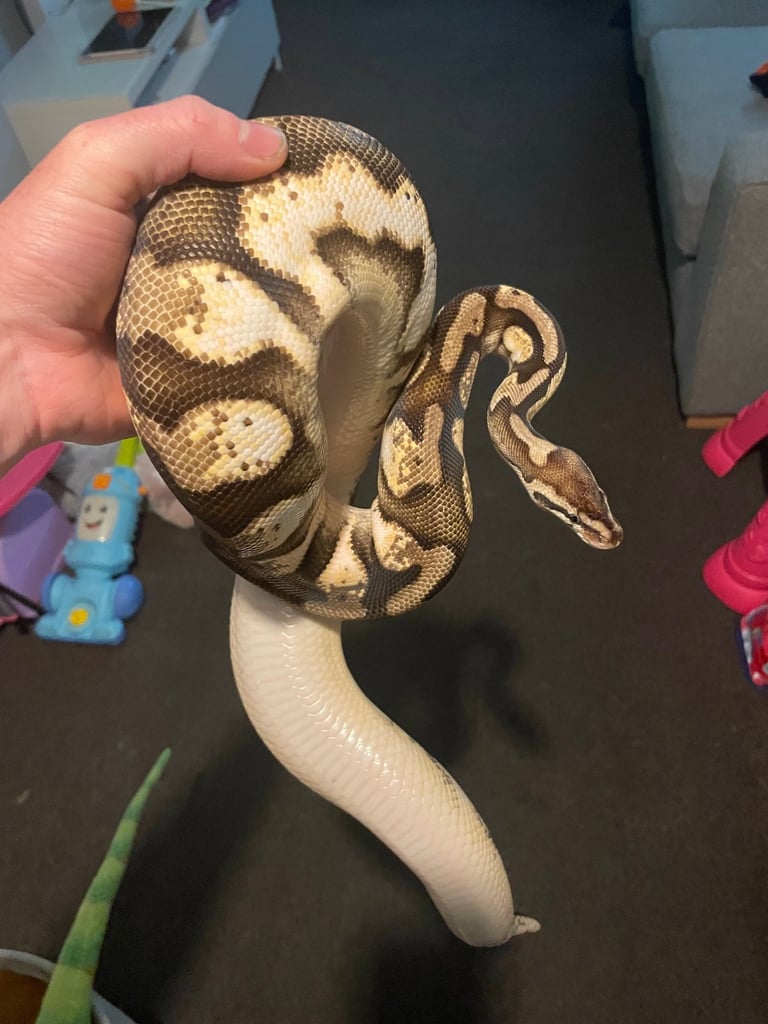 image for Royal pythons 