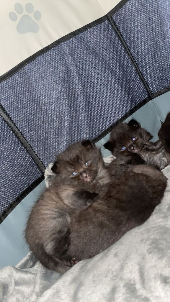 Beautiful Rare smoky black kittens 