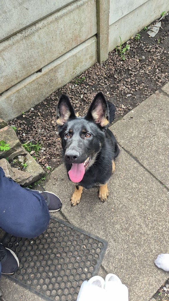 German shepherd girl