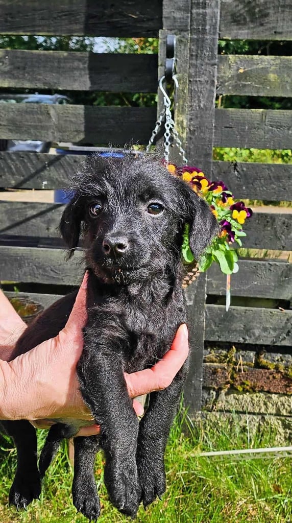 Beautiful Jackapoo Puppies