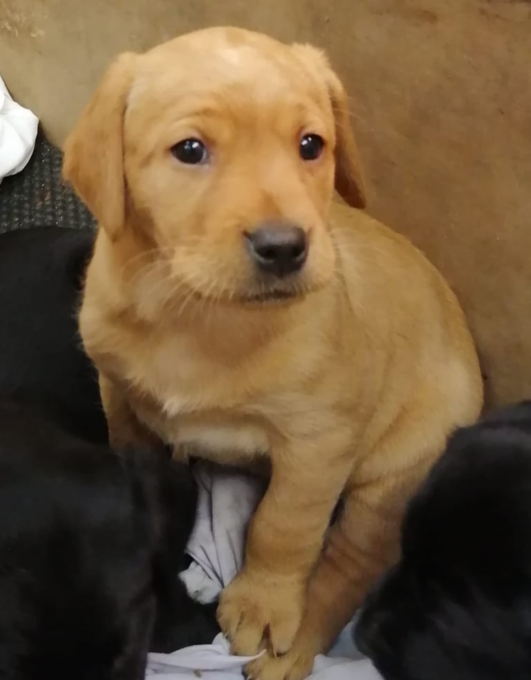 Beautiful Pups