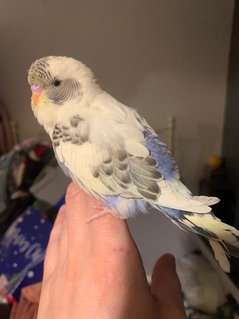 Hand tame budgie & set up 