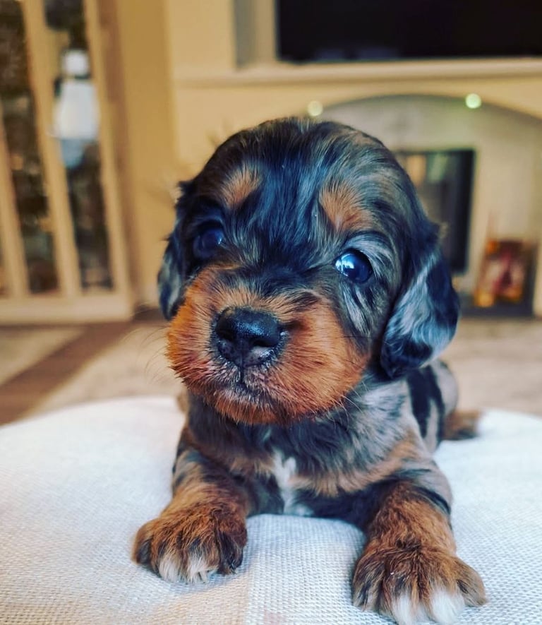 Cockapoo puppies f1: Rare exceptional litter!!!!♥️
