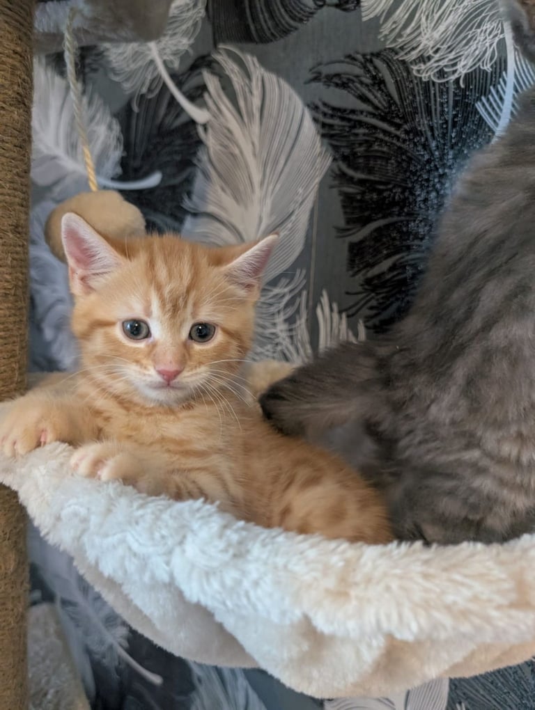 Kittens for sale 
