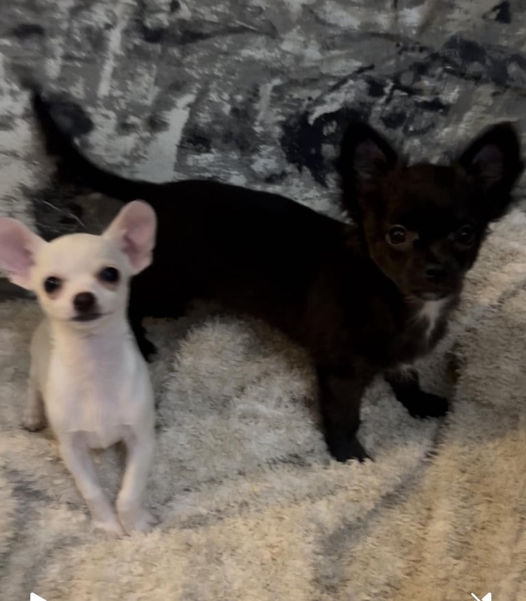 Chihuahua puppies ready now with both vaccine 