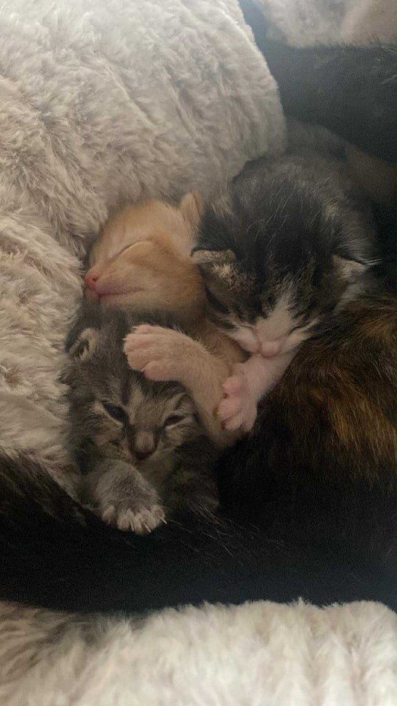 1 white tri colour boy left 