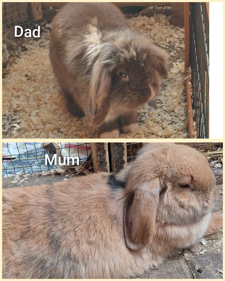 Rabbit 