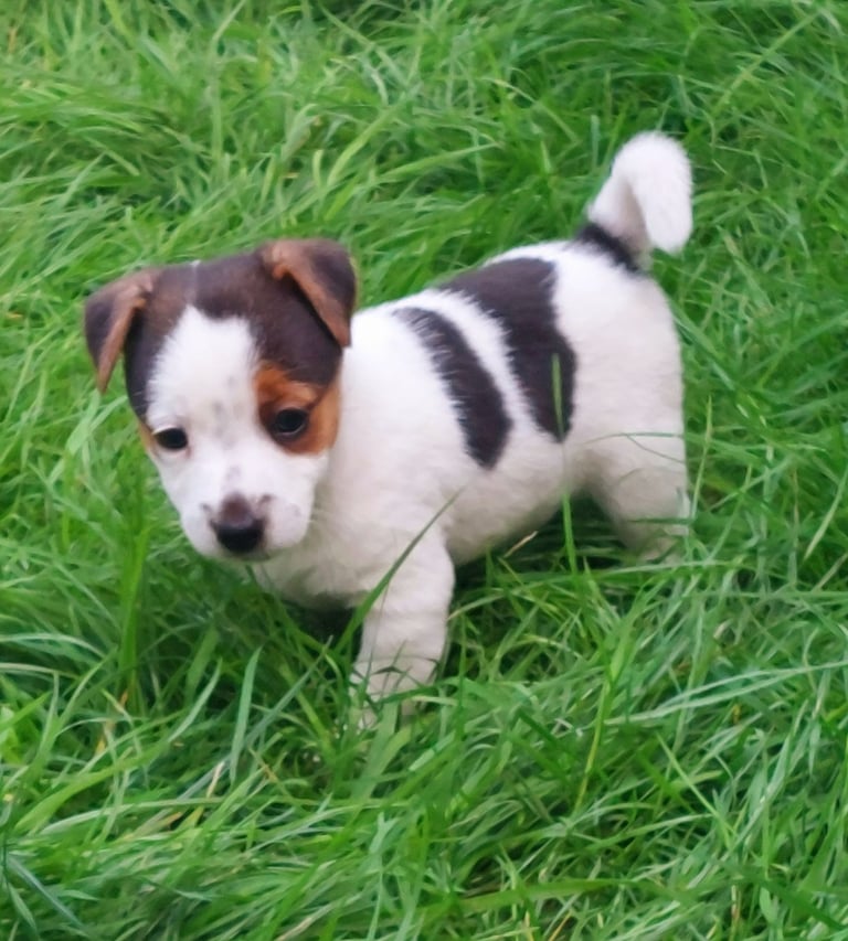 Stunning Jack Russell puppies 