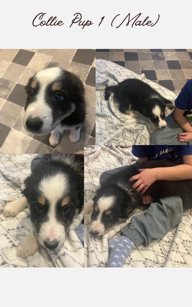 5 Border Collie Pups