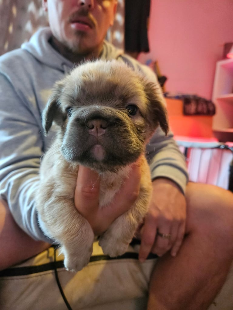 Fluffy frenchbulldog puppies Ready to leave now ❤️