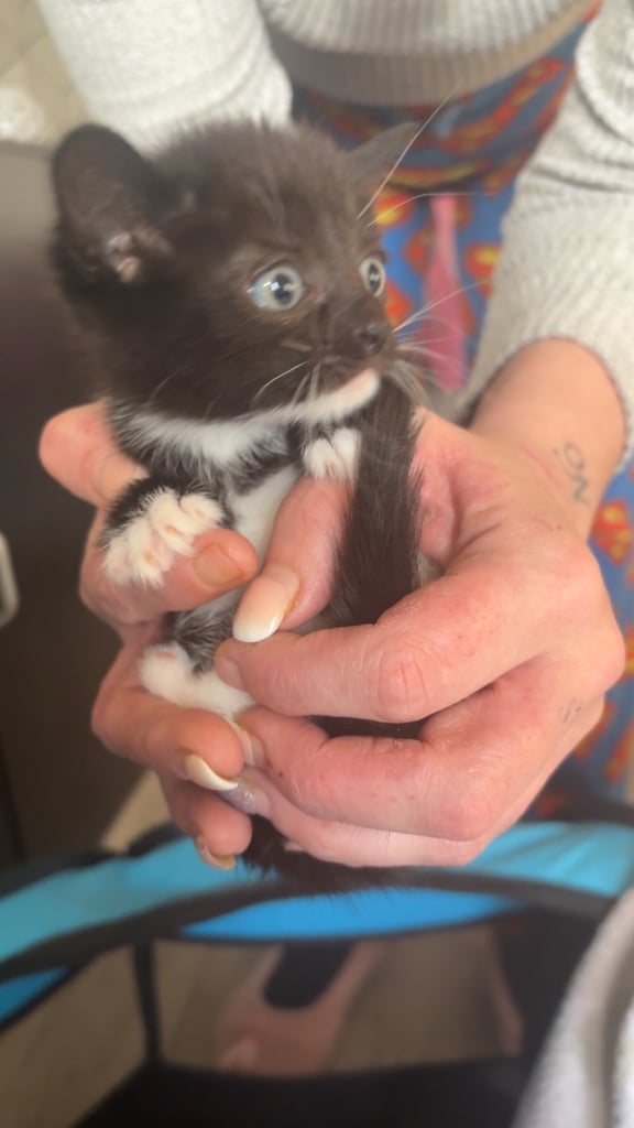 image for Kittens for sale 