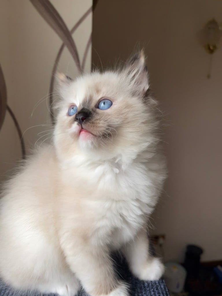 Ragdoll Kittens pedigree purebred 