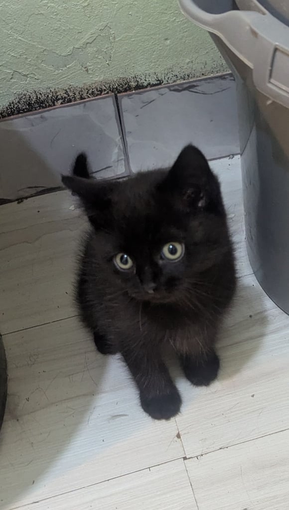 Chocolate BSH Kitten – Ready Now,!