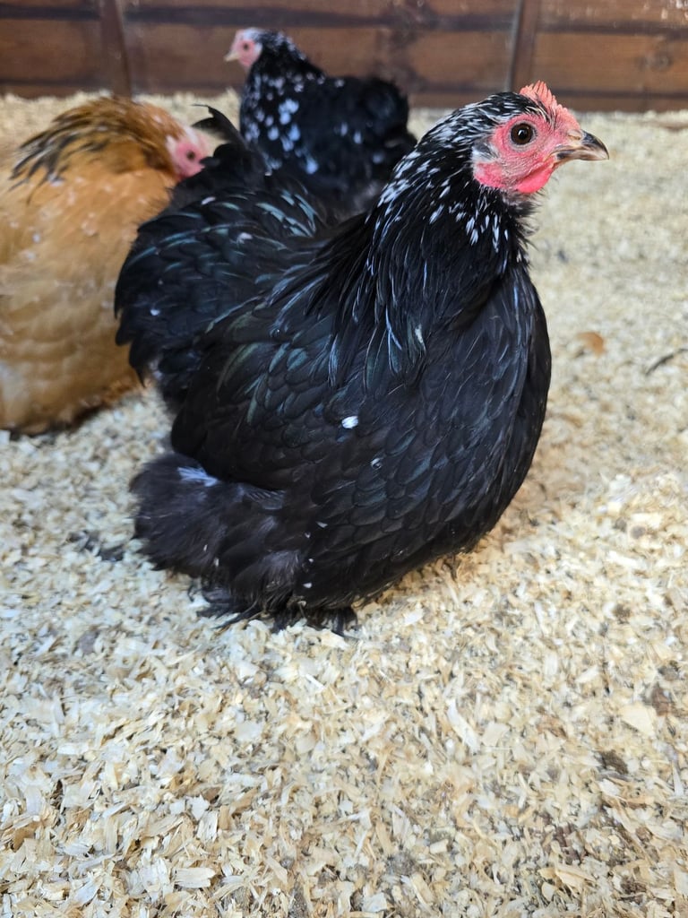 Pekin Bantams POL
