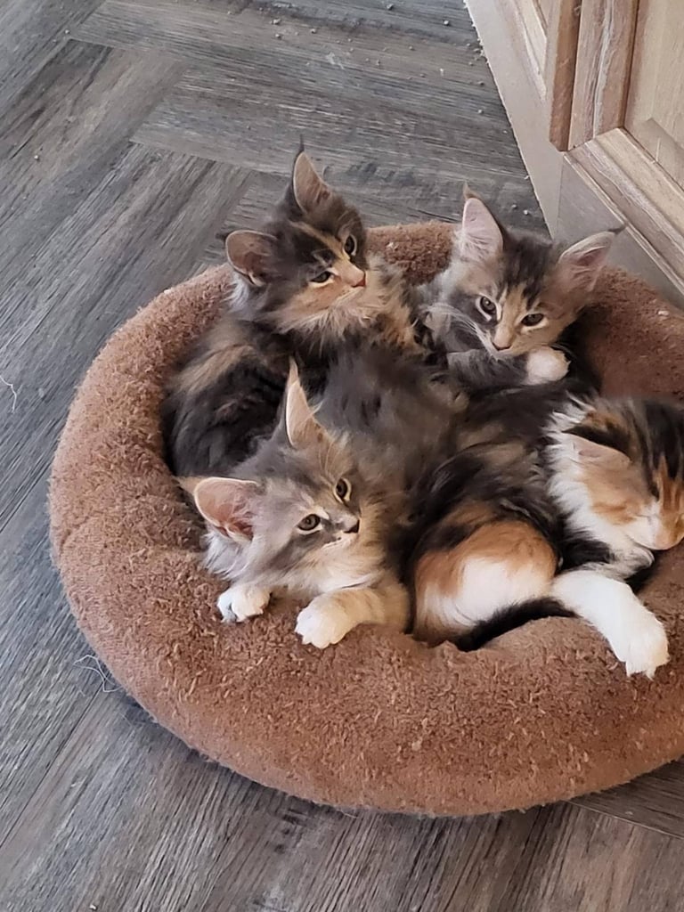 READY NOW! XXL Purebred Pedigree TICA Maine Coon Kittens