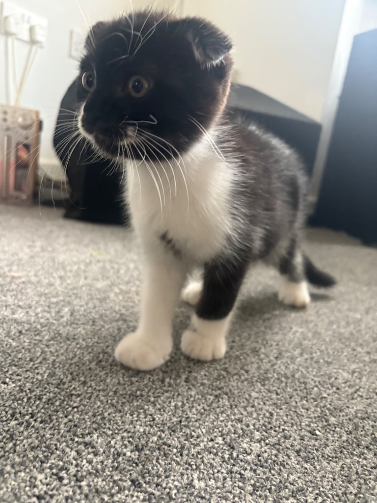 Kittens for collection