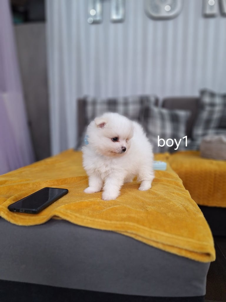 Beautiful pomeranian Teddy bear pomeranian puppies 