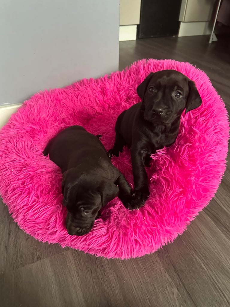 Golden Retriever Dogs Puppies for Sale Gumtree