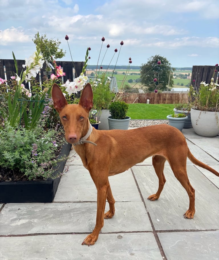 Pharaoh hound x whippet puppies 