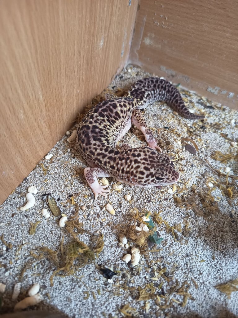 image for Leopard gecko