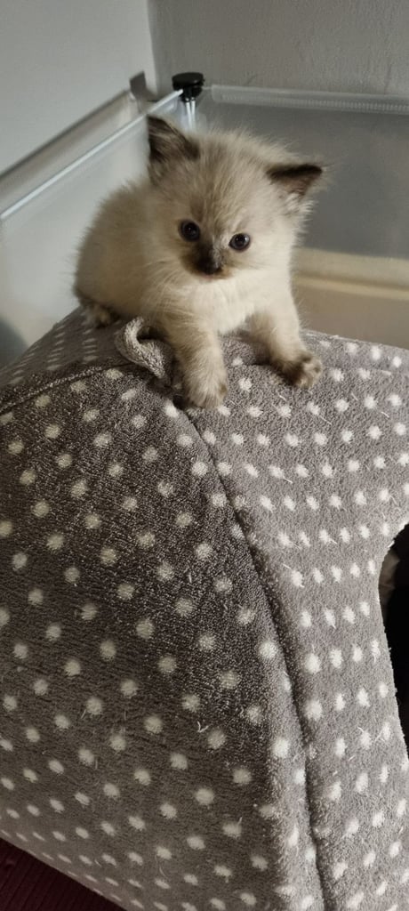 Ragdoll kittens 